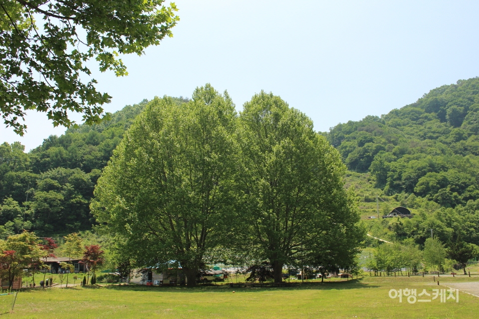 청마분교 폐교정의 느티나무. 사진 / 박정웅 기자