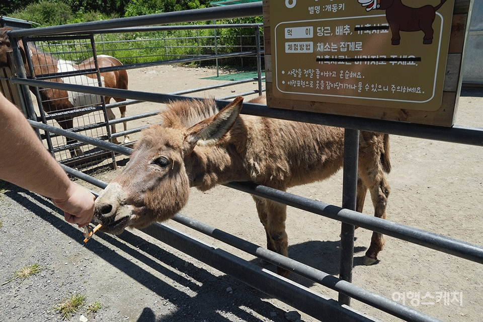 먹이 체험을 할 수 있는 바둑이네 동물원. 사진 / 류인재 기자