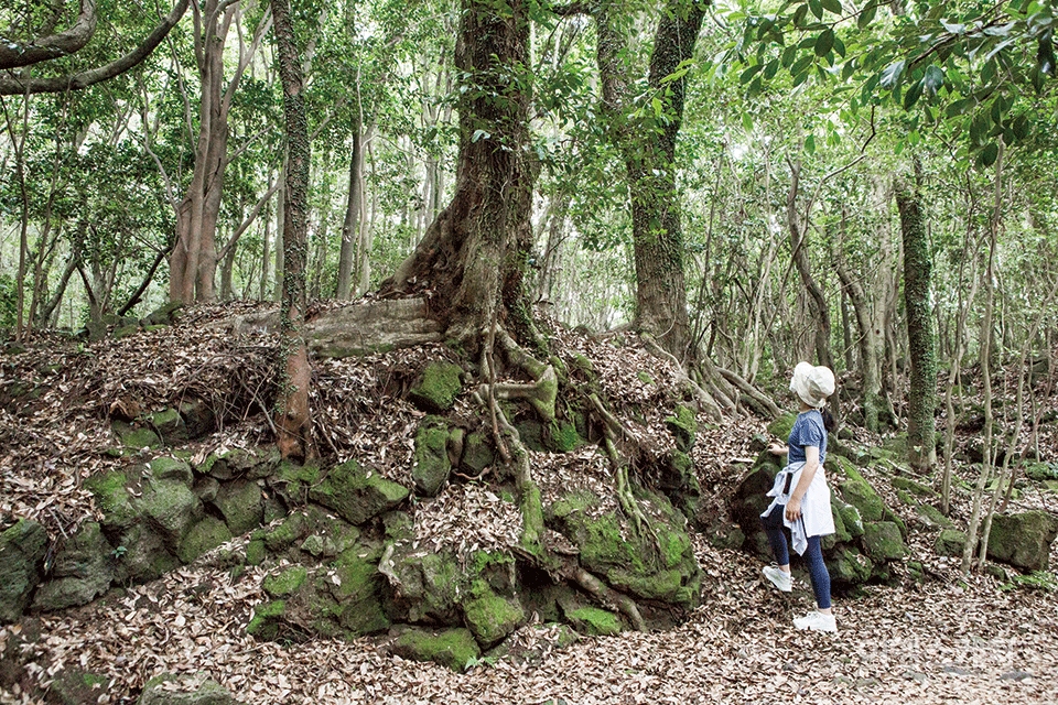 바위 틈에 뿌리를 내린 나무. 사진 / 김도형 사진작가