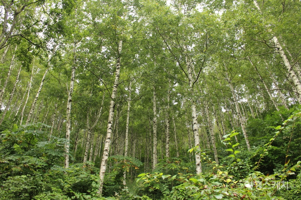 방동고개에서 조경동교로 향하는 임도 오른쪽의 자작나무숲. 사진 / 박정웅 기자