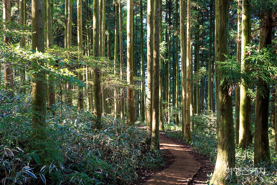 고사리밭에서 궷물오름으로 되돌아오는 길에 삼나무 숲길이 이어져 있다. 사진 / 김도형 사진작가