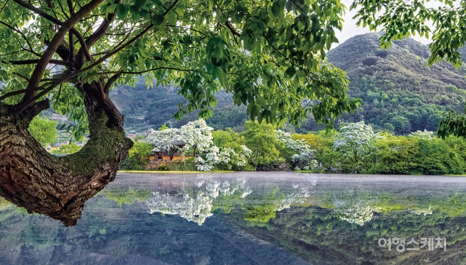 이팝나무가 만개한 위양지의 전경. 사진/ 밀양시청