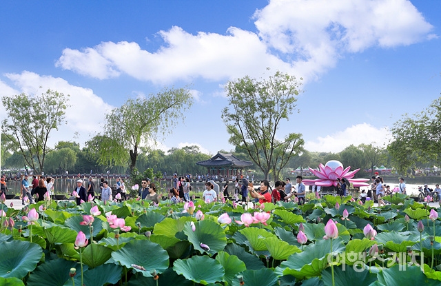 7월 14일부터 17일까지 부여 서동공원 궁남지 일원에서 서동연꽃축제가 펼쳐진다. 사진 / 부여군청