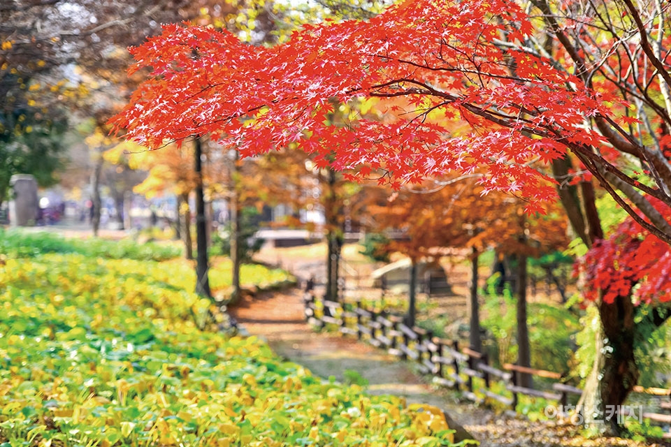 10월 지나면 어느 길로 접어들어도온통 붉은 가을빛이다.