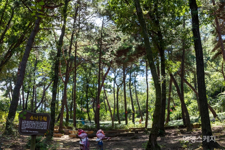 소나무 숲에서 상쾌한 공기를 마시며 쉬어갈 수 있다. 사진/ 민다엽 기자