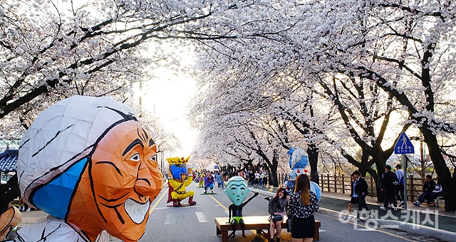 4월 1일부터 5일까지 안동시 낙동강변 벚꽃길 및 탈춤공원 일원에서 벚꽃축제가 개최된다. 사진 / 한국정신문화재단