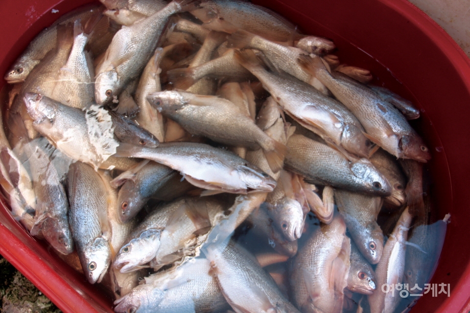 녹동항에서 맛이 살아있는 반건조 생선을 만났다. 사진 / 박상대 기자