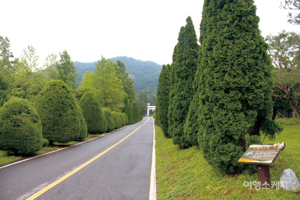 빛가람 치유의 숲이 있는 전남식물자원연구소의 향나무숲길. 사진 / 박상대 기자