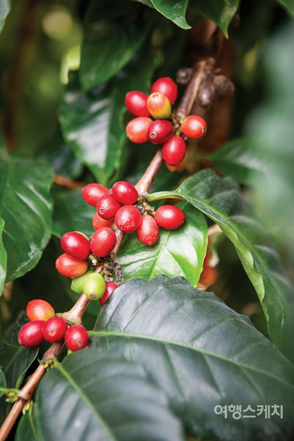통영동백커피식물원 커피나무에 열매가 가득하다. 사진 / 김수남 여행작가