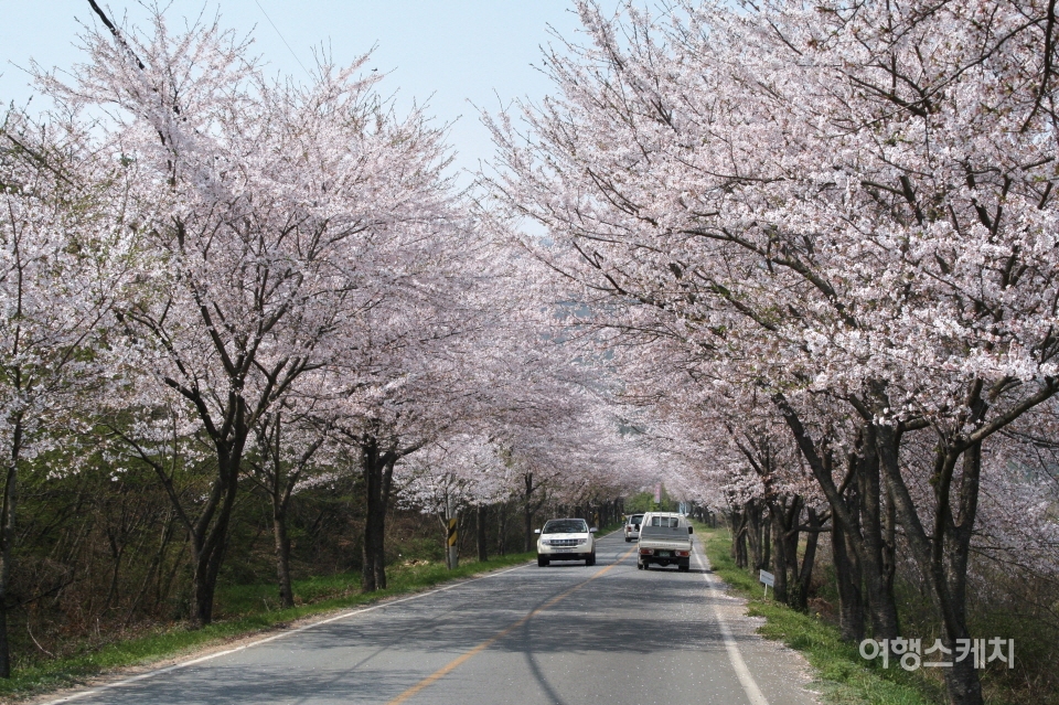 강진군 작천면과 병영면 일대에 십리벚꽃길이 있다. 3월말부터 4월 초순에 핀다. 사진 / 강진군청
