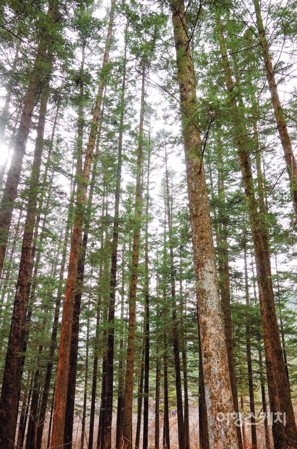 전나무가 빼곡하게 들어선 숲길에서 오롯이 자연의 숨결을 느껴보자. 사진 / 김유정 객원기자