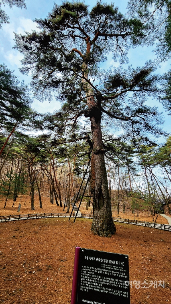 단종이 갈라진 나뭇가지에 올라 쉬었다는 청령포 관음송. 600년이 넘는 시간을 지키고 있다. 사진 / 이해열 기자