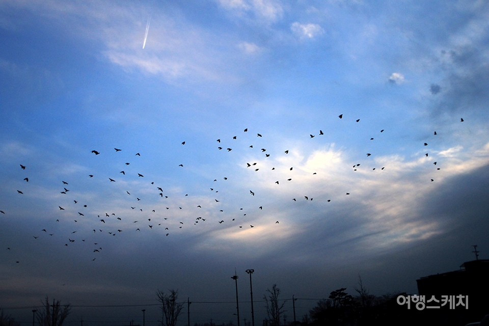 추수가 끝난 계절에는 때때로 넓은 논에 흩어진 낱알들을 먹기 위해 날아든 새떼들이 하늘을 수놓는다. 사진 / 조유동 기자