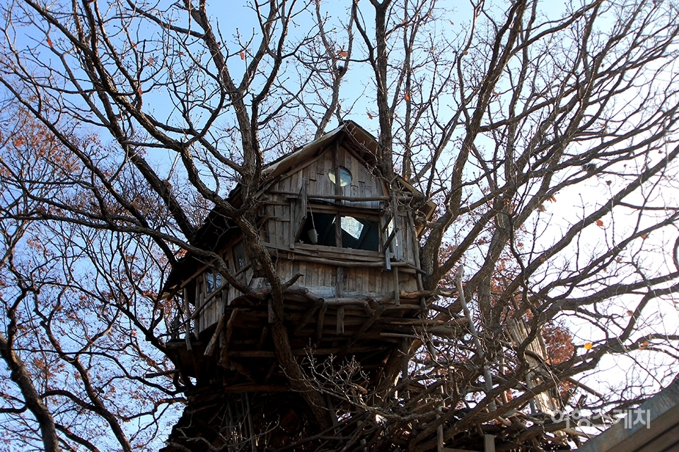 나무 위에 집을 지은 미즈노씨의 트리하우스. 사진 / 조유동 기자