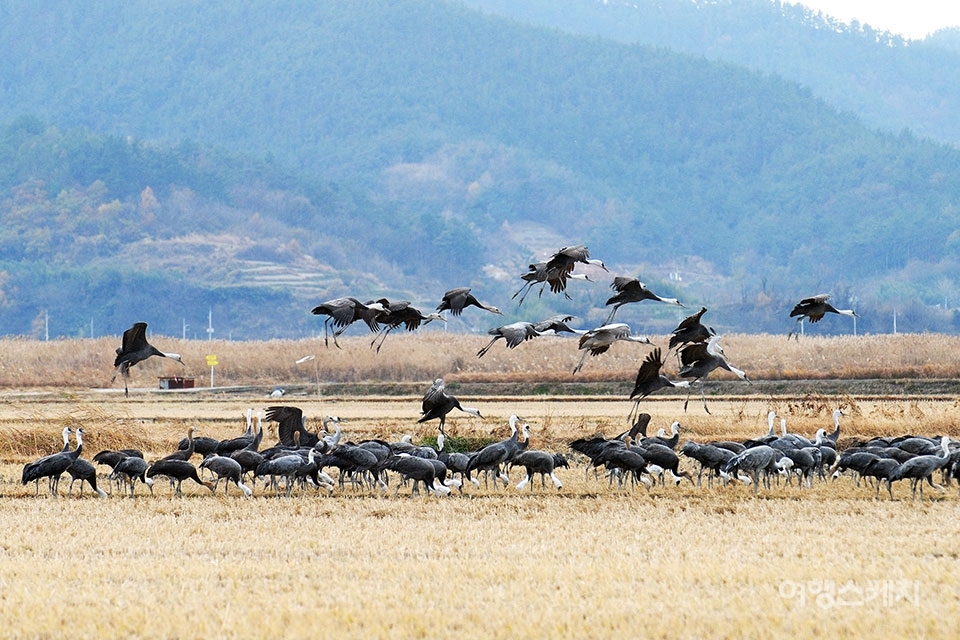 순천만에서 월동하는 흑두루미가 농경지 위로 날아오르고 있다. 사진제공 / 순천시청