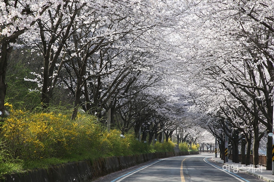 월평마을로 들어서면 나오는 자동차와 함께 달리는 도로는 벚꽃을 보기에 제격이다. 사진제공 / 구례군청
