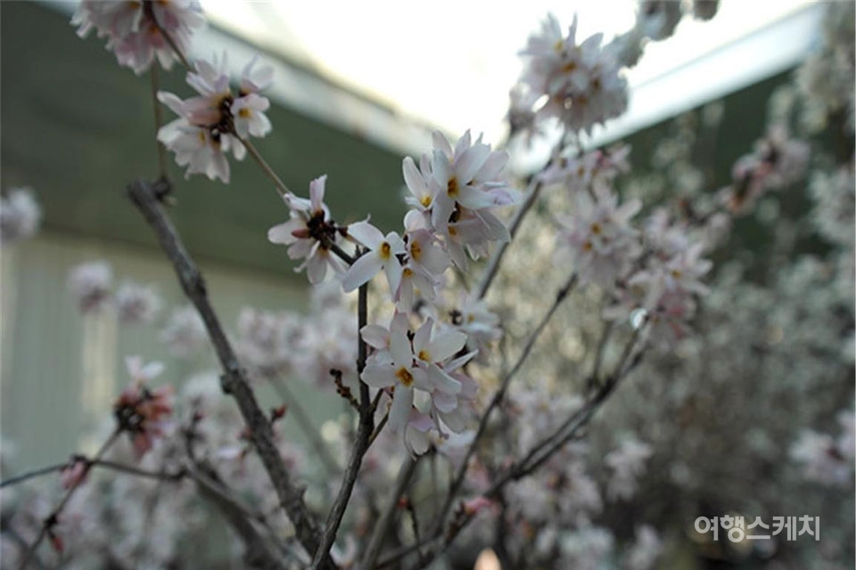 오는 3월 22일부터 31일까지 '미선나무 분화 전시회'가 개최된다. 사진제공 / 충북도청