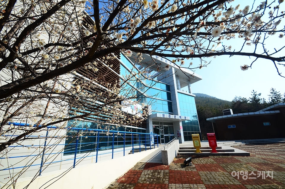 천관문학관 앞 매화나무는 장흥에서 가장 빨리 꽃을 틔운다고 한다. 사진 / 노규엽 기자