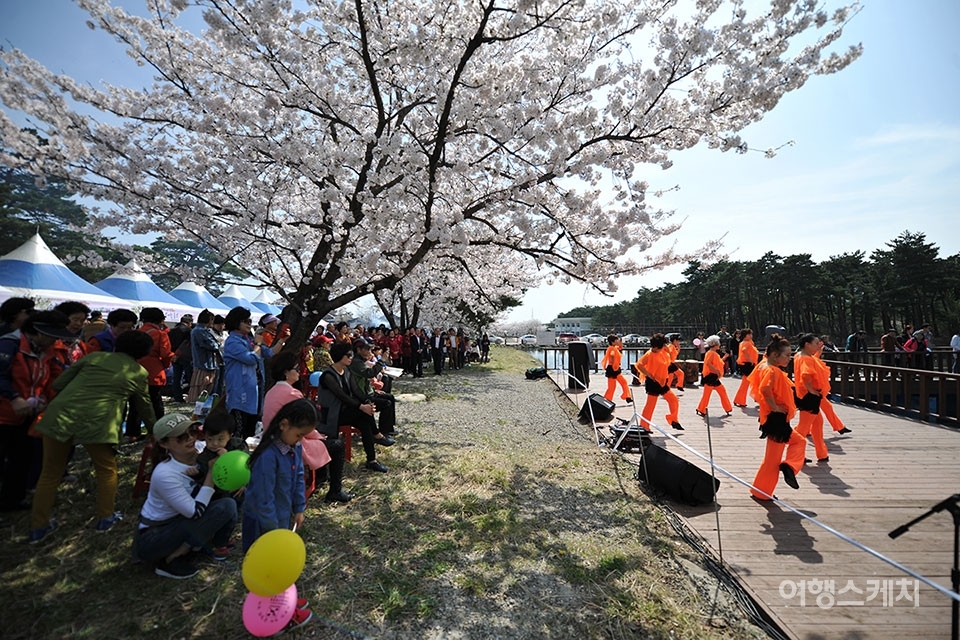 속초시 상도문 벚꽃축제가 오는  4월 6일부터 7일까지 개최된다. 30여개의 다양한 체험 및 전시 부스를 운영할 계획이다. 사진제공 / 속초시청
