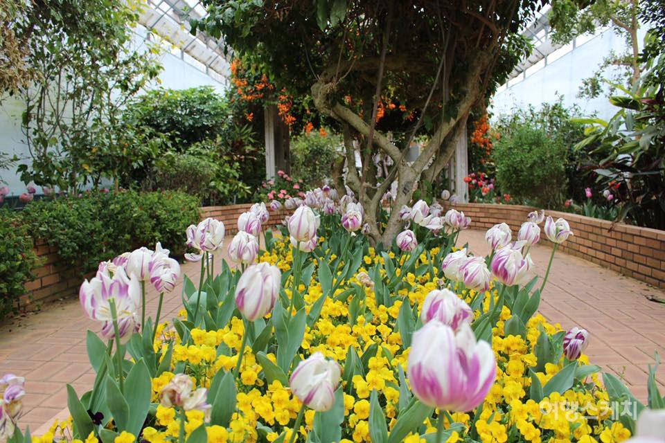 상효원 곳곳에서는 다채로운 봄꽃을 만날 수 있다. 사진제공 / 상효원 수목원
