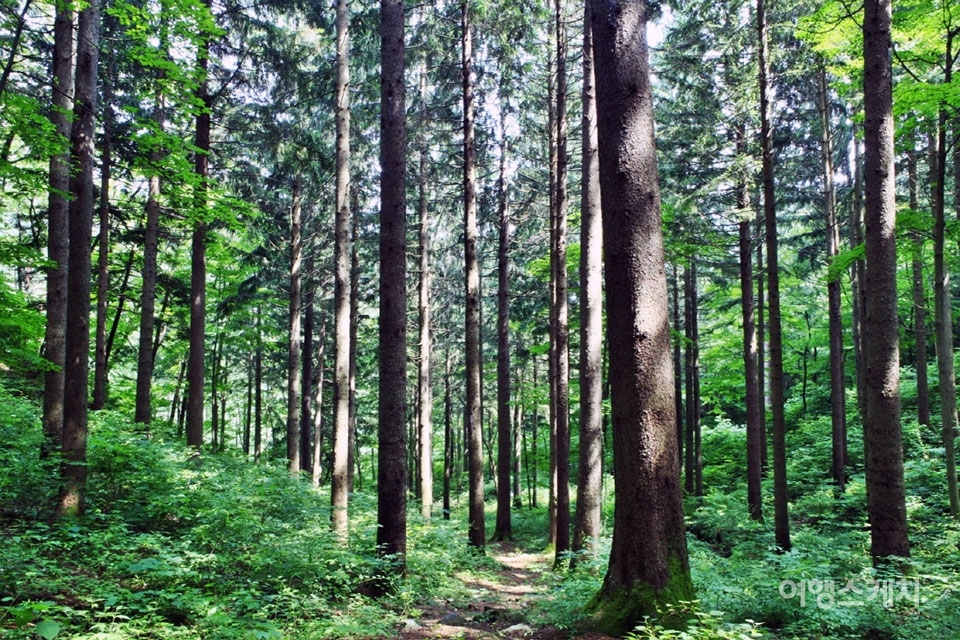 산림청이 선정한 4월의 명품숲, 무주 '독일가문비숲'의 모습. 사진제공 / 산림청