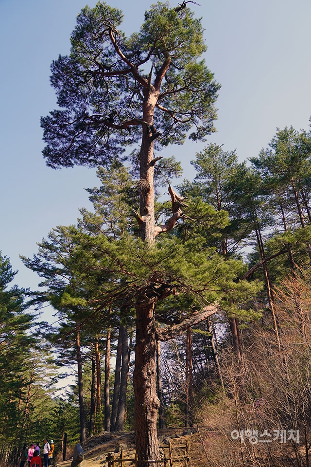 보호수로 지정된 500년 소나무. 사진 / 김세원 기자