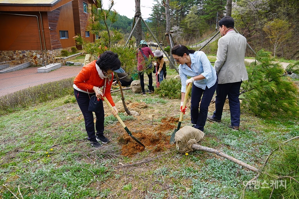 금강소나무 묘목의 뿌리만큼 땅을 파야 한다. 사진 / 김세원 기자