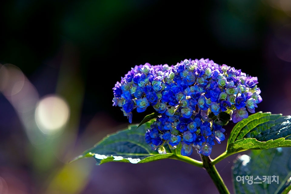 여름을 대표하는 꽃, 수국이 만개한 해남포레스트수목원. 사진 / 포레스트수목원