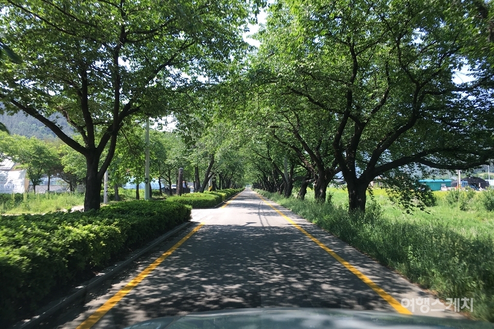 소양면 소재지부터 완주 송광사까지는 도로를 따라 벚나무가 2km가량 이어져 있어서 봄에는 벚꽃터널을 이룬다. 봄에는 드라이브코스로 인기가 높다. 사진 / 황병우 기자
