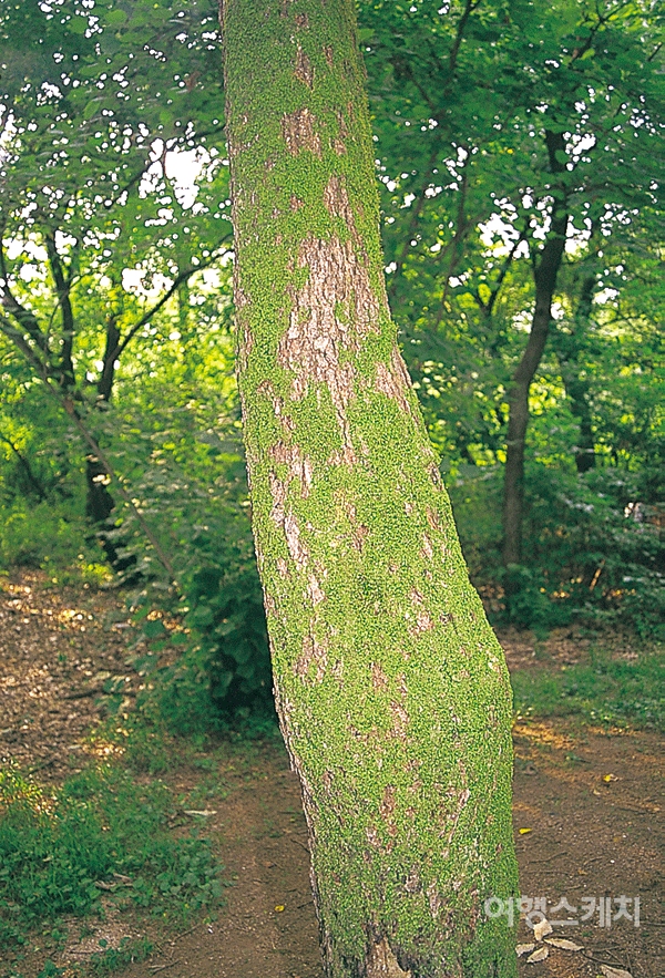 왕릉에는 세월의 더께만큼 울창한 숲과 고목, 음지 식물들이 많다. 2003년 8월. 사진 / 여행스케치 DB