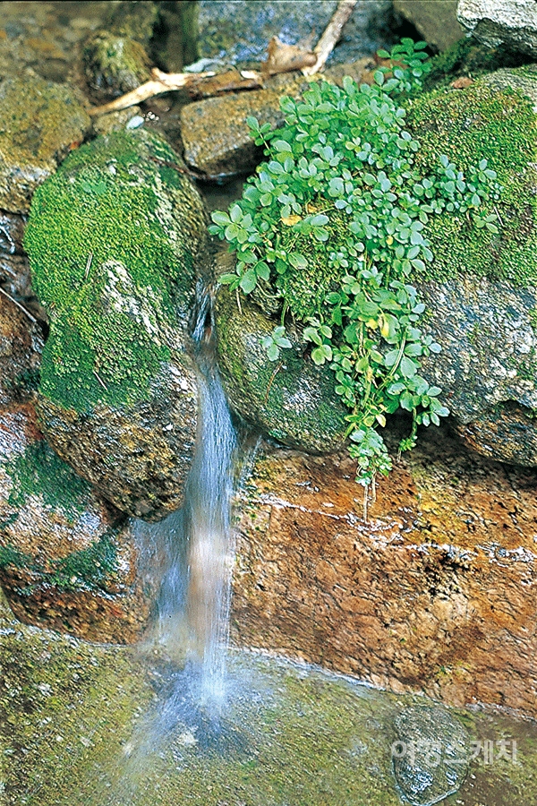 지리산 계곡의 55점짜리 물. 2003년 9월. 사진 / 김연미 기자
