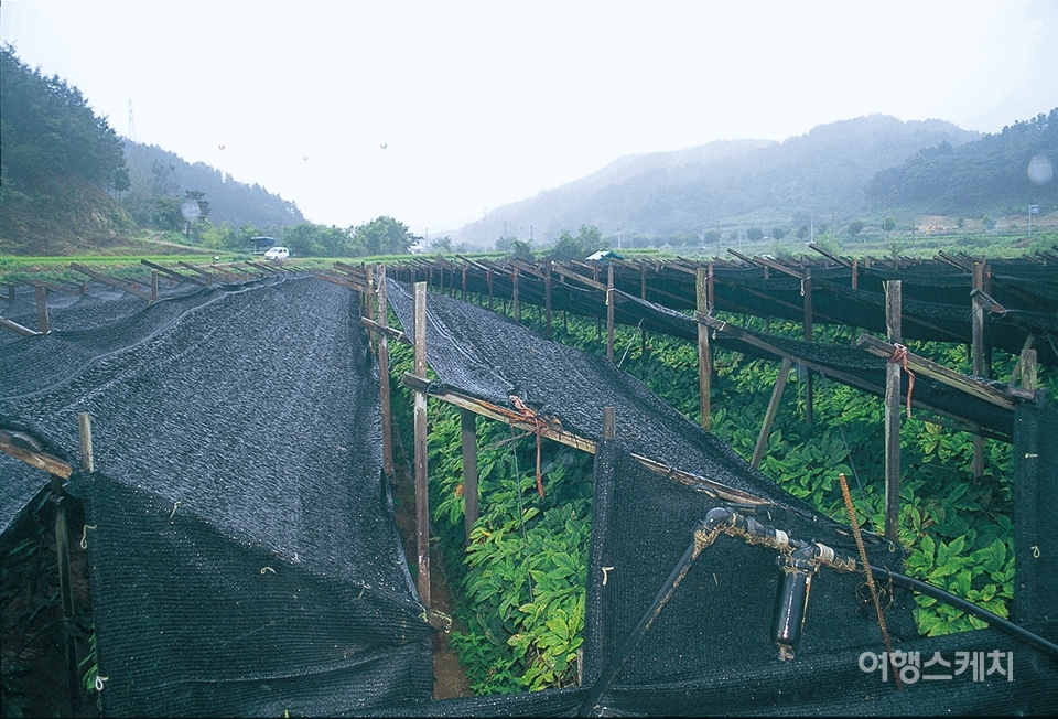 인삼이 자라고 있는 인삼밭 풍경. 2003년 10월. 사진 / 박상대 기자