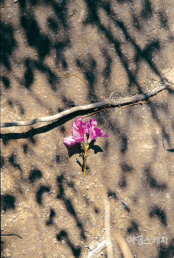 가지만 앙상한 철쭉군락지에서 발견한 철쭉꽃송이. 2003년 12월. 사진 / 김정민 기자