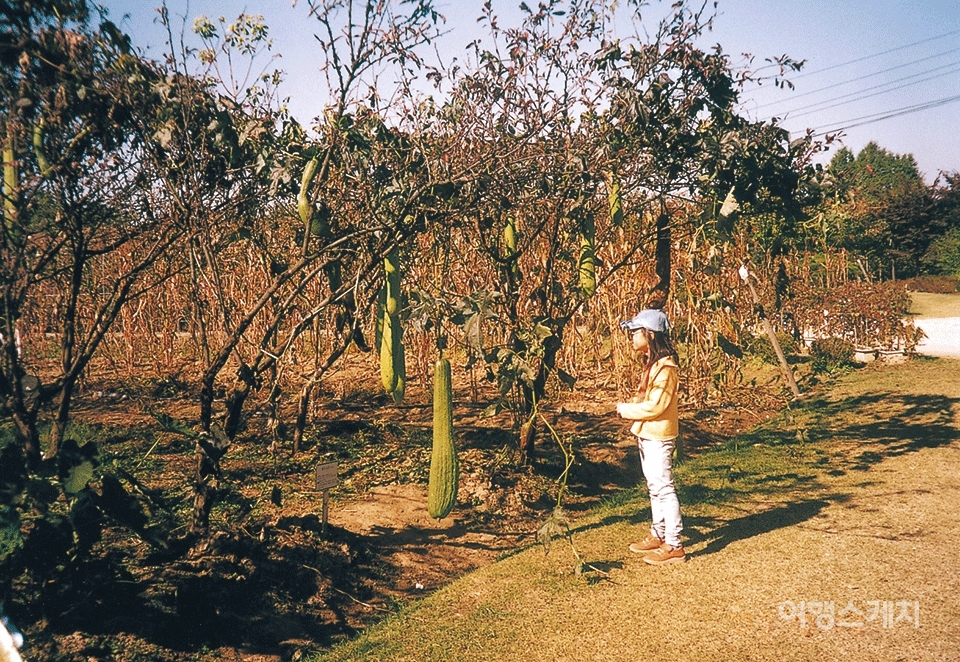 긴 열매는 수세미다. 수세미도 박과 같은 덩굴과 식물. 2003년 12월. 사진 / 김선호 객원기자