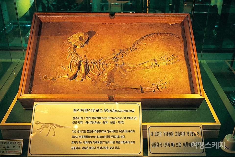 공룡 화석을 통해 지구의 역사를 가늠할 수 있다. 2004년 2월. 사진 / 이민학 기자