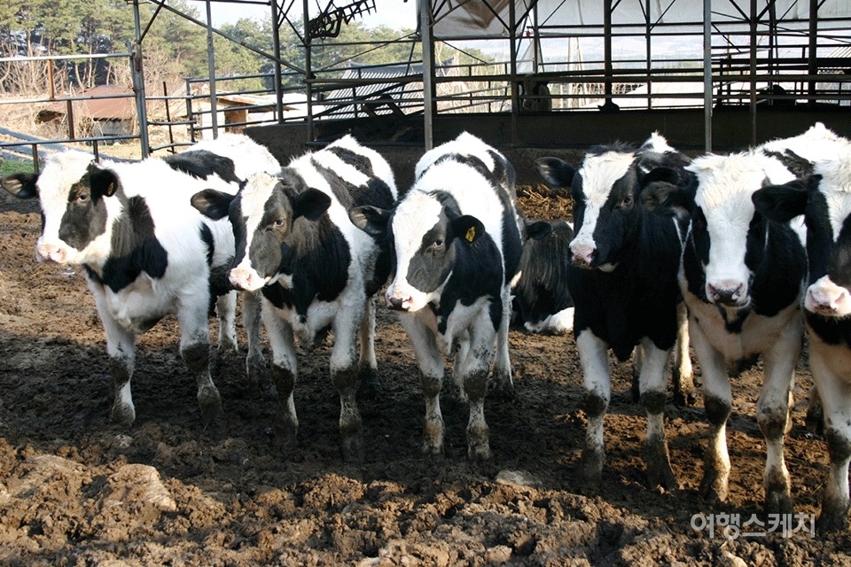 권포리 목장에서 마주한 젖소들이 포즈를 취했다. 2004년 5월. 사진 / 박상대 기자