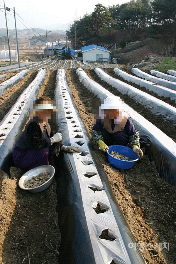 감자 씨앗을 묻고 있는 권포리 할머니들. 2004년 5월. 사진 / 박상대 기자