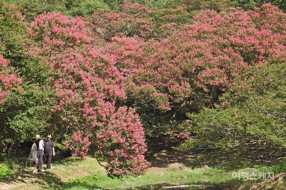 명옥헌원림의 연못 주변에 자라는 배롱나무는 무더운 여름철에 꽃을 활짝 피운다. 배롱나무 가지마다 매달린 붉은 꽃이 카메라 셔터를 절로 누르게 만든다. 사진 / 황병우 기자