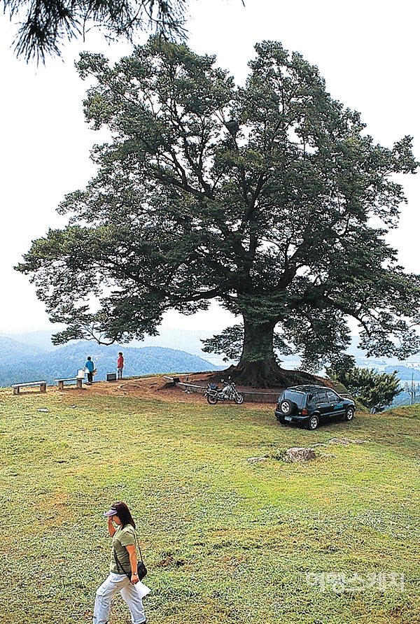 성흥산성내에는 커다란 느티나무가 있다. 2004년 11월. 사진 / 김연미 기자
