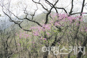 산의 정상 부근에는 아직 봄이 지지 않았다. 2005년 6월. 사진 / 박상대 기자