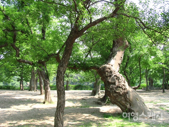 김알지가 탄생했다고 전해지는 숲, 계림 풍경. 2005년 7월. 사진 / 김진용 기자