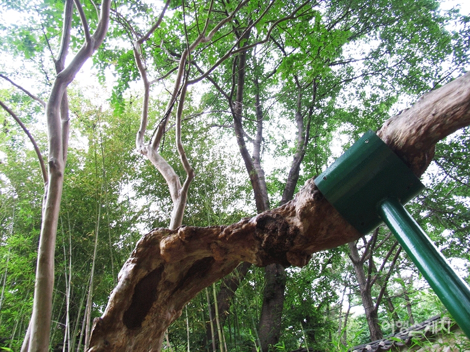 우암이 직접 심었다는 배롱나무가 아직 남아 있다. 남간정사 뒤편 화계(花階)에 있다. 2005년 8월. 사진 / 김진용 기자