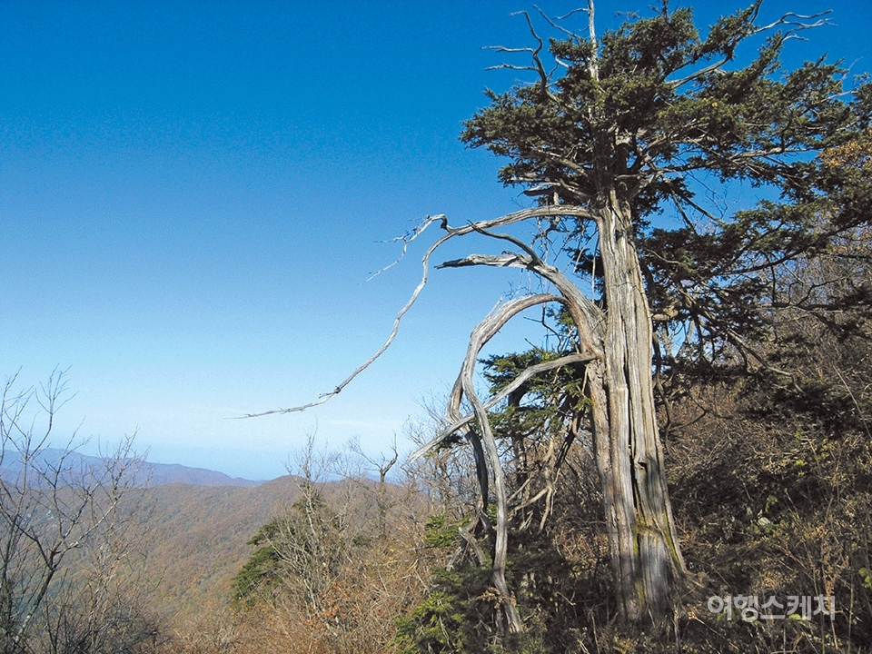 구룡덕봉 가는 주능선에 군락을 이룬 주목나무. 2005년 12월. 사진 / 김선호 객원기자