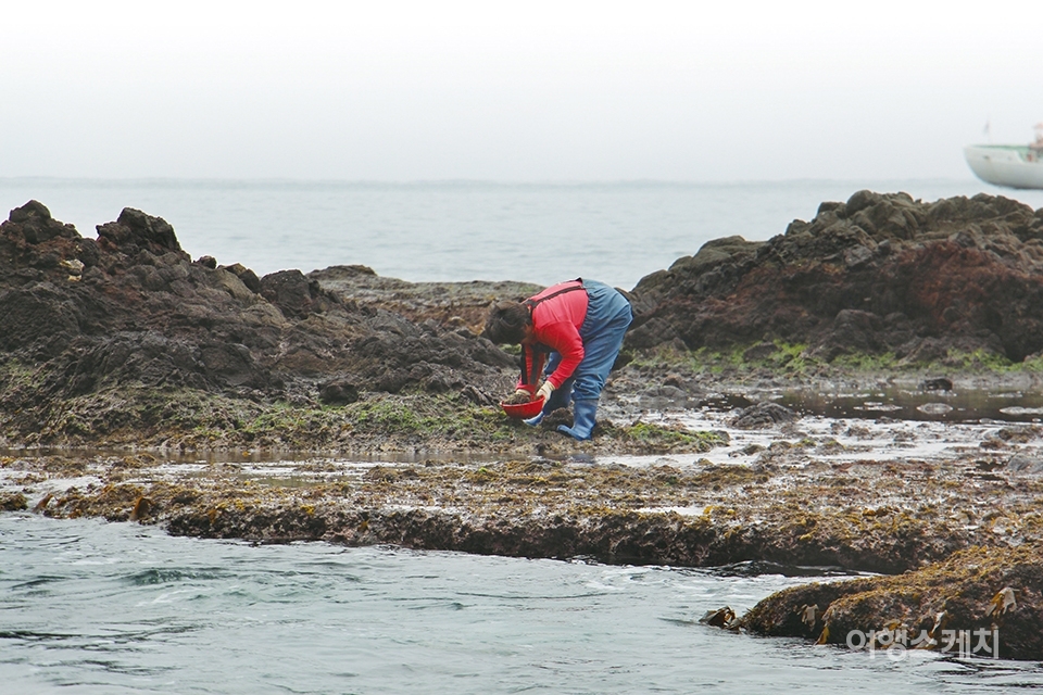 동구미 해변에서 반찬거리로 돌김을 채취하는 주민. 2015년 3월 사진 / 박효진 기자