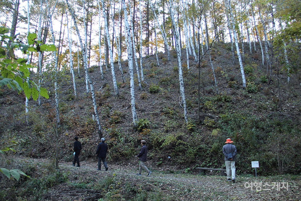 잣나무와 자작나무, 낙엽송이 골고루 숲을 이루고 있다. 사진 / 박상대 기자