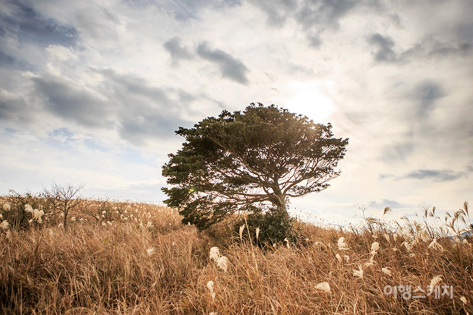 아끈다랑쉬오름 정상 부근에 홀로 서 있는 나무. 사진 / 김도형 작가