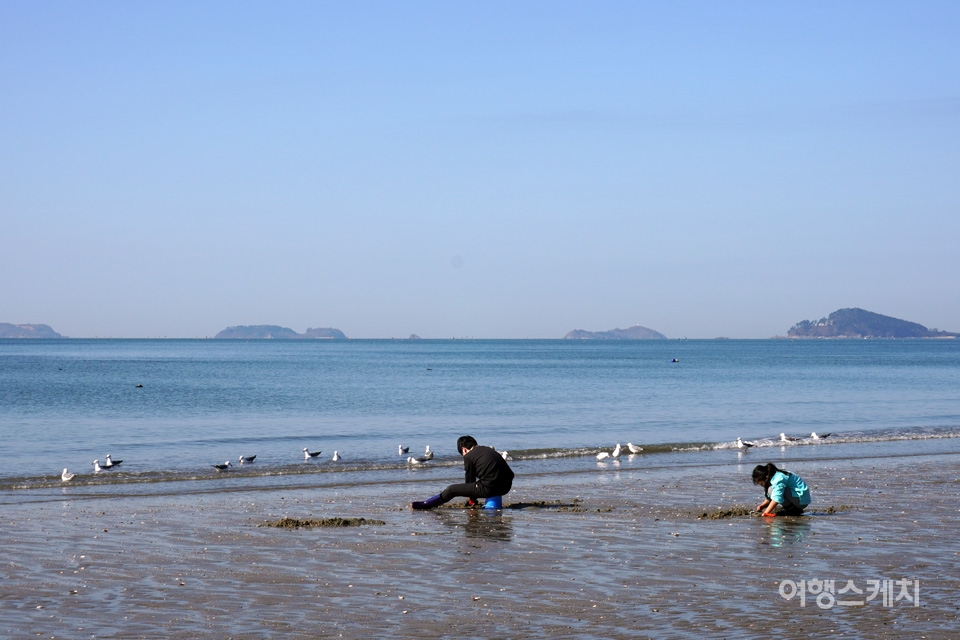 조개를 캐는 사람들과 먹이를 찾으려는 갈매기들이 공존하는 삼봉해변. 사진 노규엽 기자