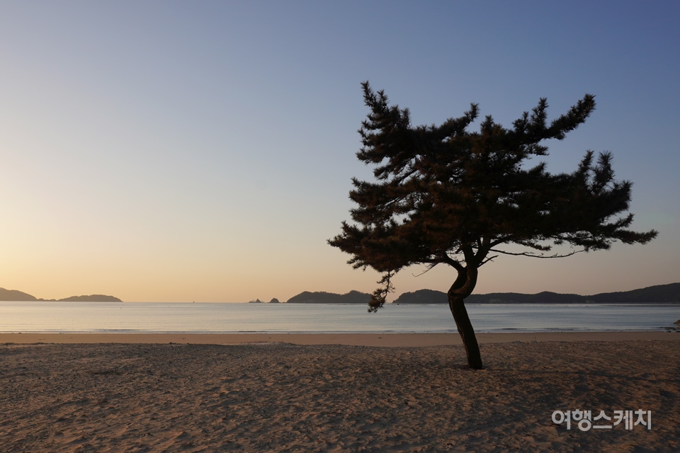 갈음이해변에 외로이 서있는 한 그루 소나무. 사진 노규엽 기자