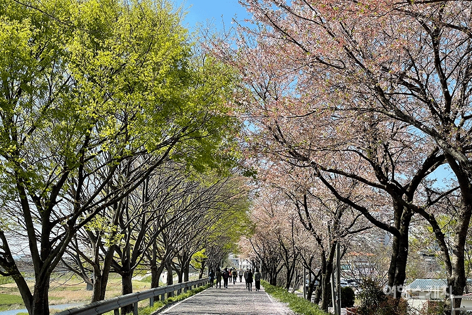 만경강사랑지킴이 회원들이 벚꽃길을 따라 걸어가는 모습. 사진 / 조용식 기자