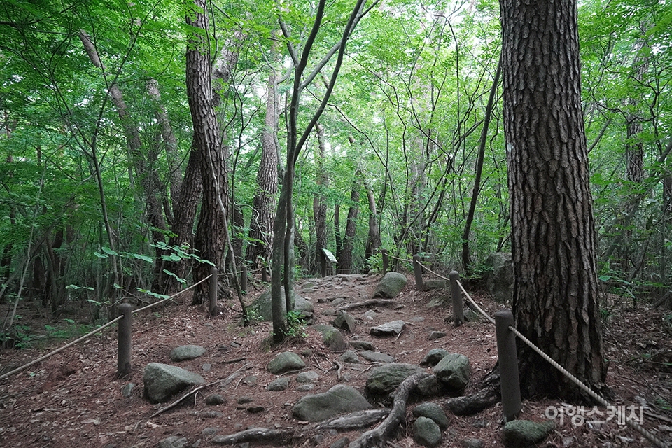 소리길 탐방지원센터를 지나면 깊은 숲속을 걷게 된다. 사진 / 류인재 기자